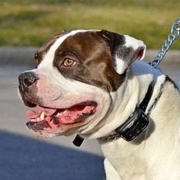 Theus  - Alapaha Blue Blood Bulldog