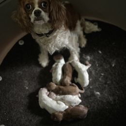 Cavapoo puppies from Patti’s Puppies