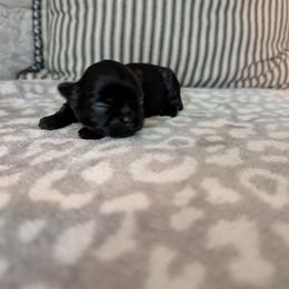 Sweet Annie - Black female Shih Tzu puppy in West Pawlet, Vermont from Morgan's Shih Tzus