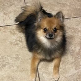 Sadie - Pomeranian