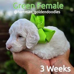 Green - Parti female Goldendoodle puppy in Upland, California from Hartman Goldendoodles