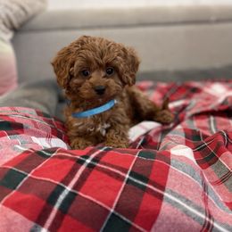 Peppermint - Red male Cavapoo puppy in Sugarcreek, Ohio from True Hearted Doodles
