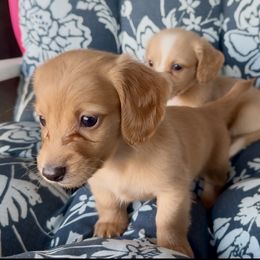 Tinsel - Cream male Dachshund puppy in Vero Beach, Florida from Joseph’s Dachshunds