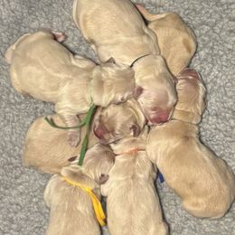 Boy 3 - male Golden Retriever puppy in Oklahoma City, Oklahoma from Shire Springs Kennels