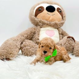 Boy 1 - male Cavapoo puppy in Statesville, North Carolina from Doodle Babies