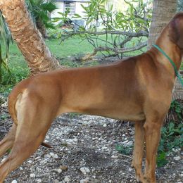 Rhodesian Ridgebacks from Sue's Rhodesian Ridgebacks
