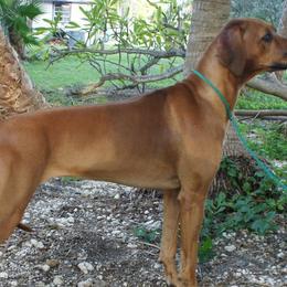 Rhodesian Ridgebacks from Sue's Rhodesian Ridgebacks