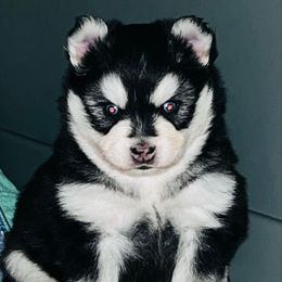 Grinch - Black and white male Pomsky puppy in Monroe, Georgia from Beastly Beauties Huskies & Pomskies