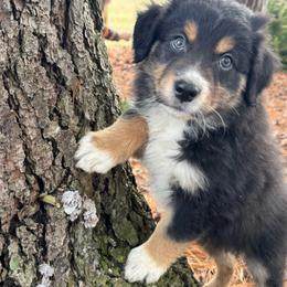 Boy 7 - Black tri-color male Australian Shepherd puppy in Tekonsha, Michigan from Cottage Farm Aussies