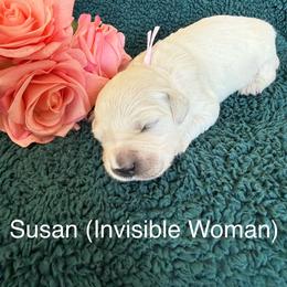 Susan - Light golden female Golden Retriever puppy in Conroe, Texas from Tails of Cypress