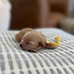 Chloe - Red and white female Cockapoo puppy in Yuba City, California from The Doodle Barn