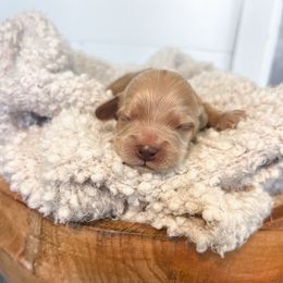 Beau - Cream male Cockapoo puppy in Preston, Idaho from Rocking JH Pup Co