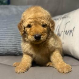 Jackpot - Cream male Goldendoodle puppy in Lake City, Florida from Dream Hollow Farm