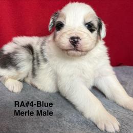 RA4 - Blue merle male Australian Shepherd puppy in Ada, Ohio from Windy Hill Aussies