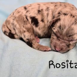 Rosita - Merle female Cockapoo puppy in Perry, Arkansas from Parker's Cockapoos