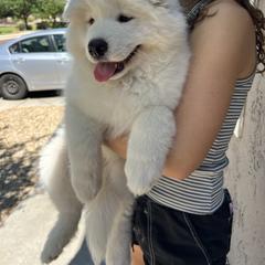 Samoyed Puppies from Virgin River Samoyeds