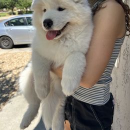 Samoyed Puppies from Virgin River Samoyeds