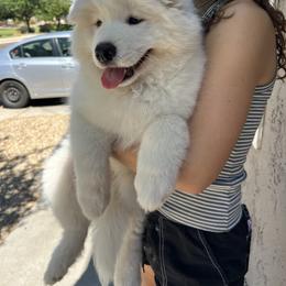 Samoyed Puppies from Virgin River Samoyeds