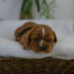 Kevin - Ruby male Cavalier King Charles Spaniel puppy in New Holland, Pennsylvania from Mountain Breeze Puppies