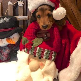 Dachshund Puppies from Windy Ridge Miniatures