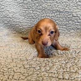 Sugar - Red female Dachshund puppy in Pollok, Texas from Magnolia Kennels