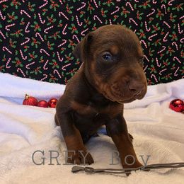 Grey - Red and rust male Doberman Pinscher puppy in Knox, Indiana from Double River Dobermans