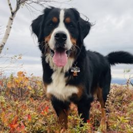 Mia - Bernese Mountain Dog