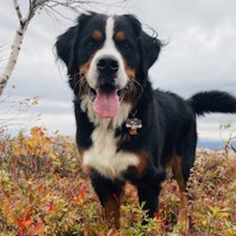 Mia - Bernese Mountain Dog