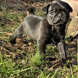 Pug Puppies from Buckingham Pugs of Alabama