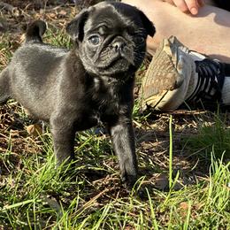Pug Puppies from Buckingham Pugs of Alabama