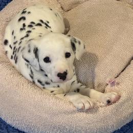 Dalmatian puppies from Hapi-Dal Dalmatians and Primetime Whippets