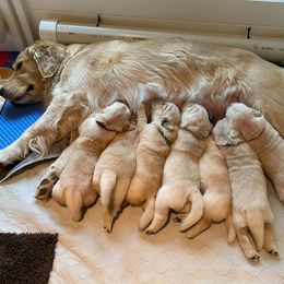 Golden Retriever Puppies from EP's Golden Retrievers