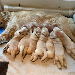 Golden Retriever Puppies from EP's Golden Retrievers