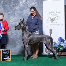 Great Dane All Grown Up from River Rock Danes