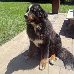Hans - Bernese Mountain Dog