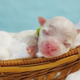 Companion Cross, Maltese, and Maltipoo Puppies from Seeking Shalom Acres Maltese, Maltipoos & Havamalts