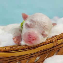 Companion Cross, Maltese, and Maltipoo Puppies from Seeking Shalom Acres Maltese, Maltipoos & Havamalts