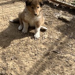 Collie Puppies from KLW Farm & Kennels