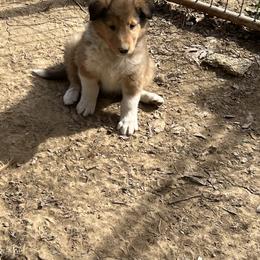 Collie Puppies from KLW Farm & Kennels