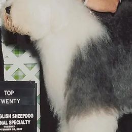 Old English Sheepdogs from Haystac's Old English Sheepdogs