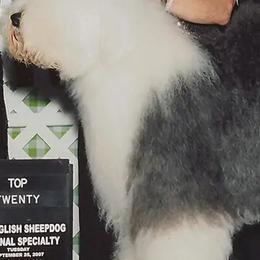 Old English Sheepdogs from Haystac's Old English Sheepdogs