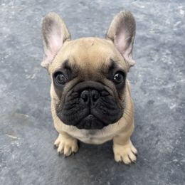 French Bulldog Puppies from Blue Lotus Frenchies