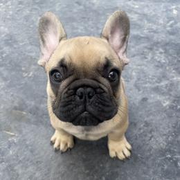 French Bulldog Puppies from Blue Lotus Frenchies