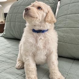 (Big Daddy) Dark Blue Collar Male - White male Poodle puppy in Screven, Georgia from Dreamland Standard Poodles