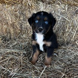 Jasper - Black tri male Miniature American Shepherd puppy in Ava, Missouri from Blue Blood Mini Aussies