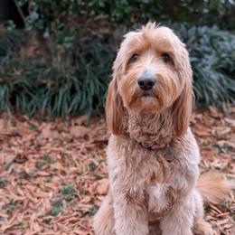 Daphne - Goldendoodle