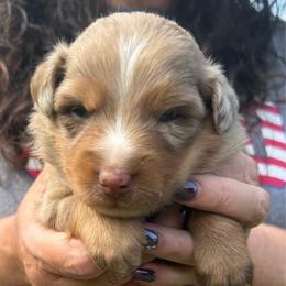 Sunfyre - Red merle male Australian Shepherd puppy in Kokomo, Indiana from North Central Aussies