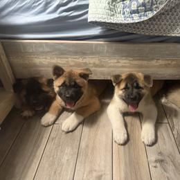 Akita Puppies from Sundara Akitas