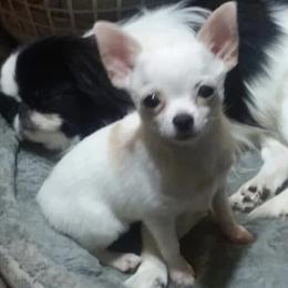 Chihuahua and Japanese Chin Puppies from Gift of Gods Favor