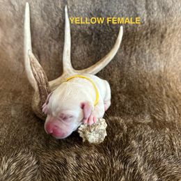 Labrador Retriever Puppies from TGO shed antler dogs